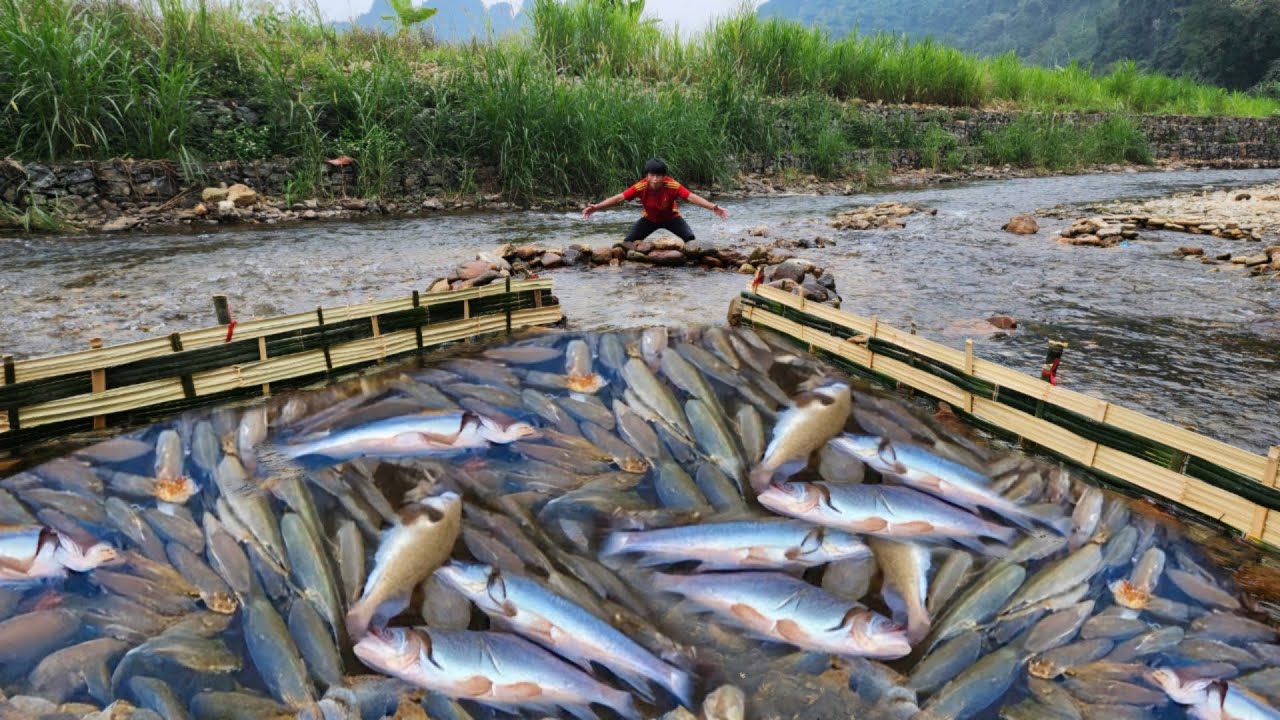 The boy Lam's unique fishing method. Caught a lot of fish in the stream ...