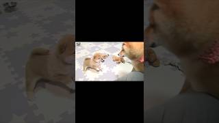 天使のような子犬が来た♪#Shorts #多頭飼い #柴犬 #豆柴 #shiba