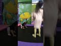bocil main tramopolin viral