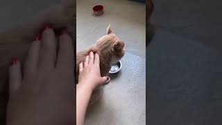 Sahibine Küsen Kedi Acıkırsa