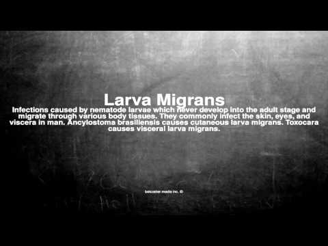 Medical vocabulary: What does Larva Migrans mean