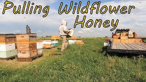 Setting Escape Boards & Pulling Honey (7-10-2023)