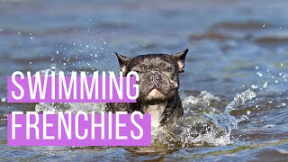 Swimming French Bulldogs | The cutest frenchies