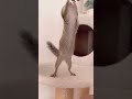 おやつ欲しくて伸びるリス #shorts