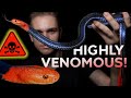RARE RED HEADED KRAIT LICKS MY NOSE