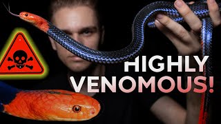 Famous RARE RED HEADED KRAIT LICKS MY NOSE Net Worth