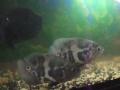 oscar fish aquarium sri