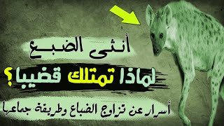 أسرار  عن  تزاوج  الضباع  |  وطريقة  جماعها ؟