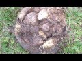 Yam Harvest Yam Harvest