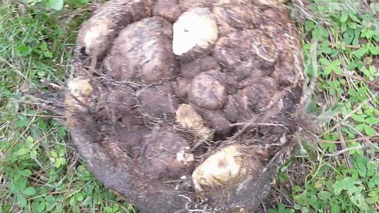 Yam Harvest