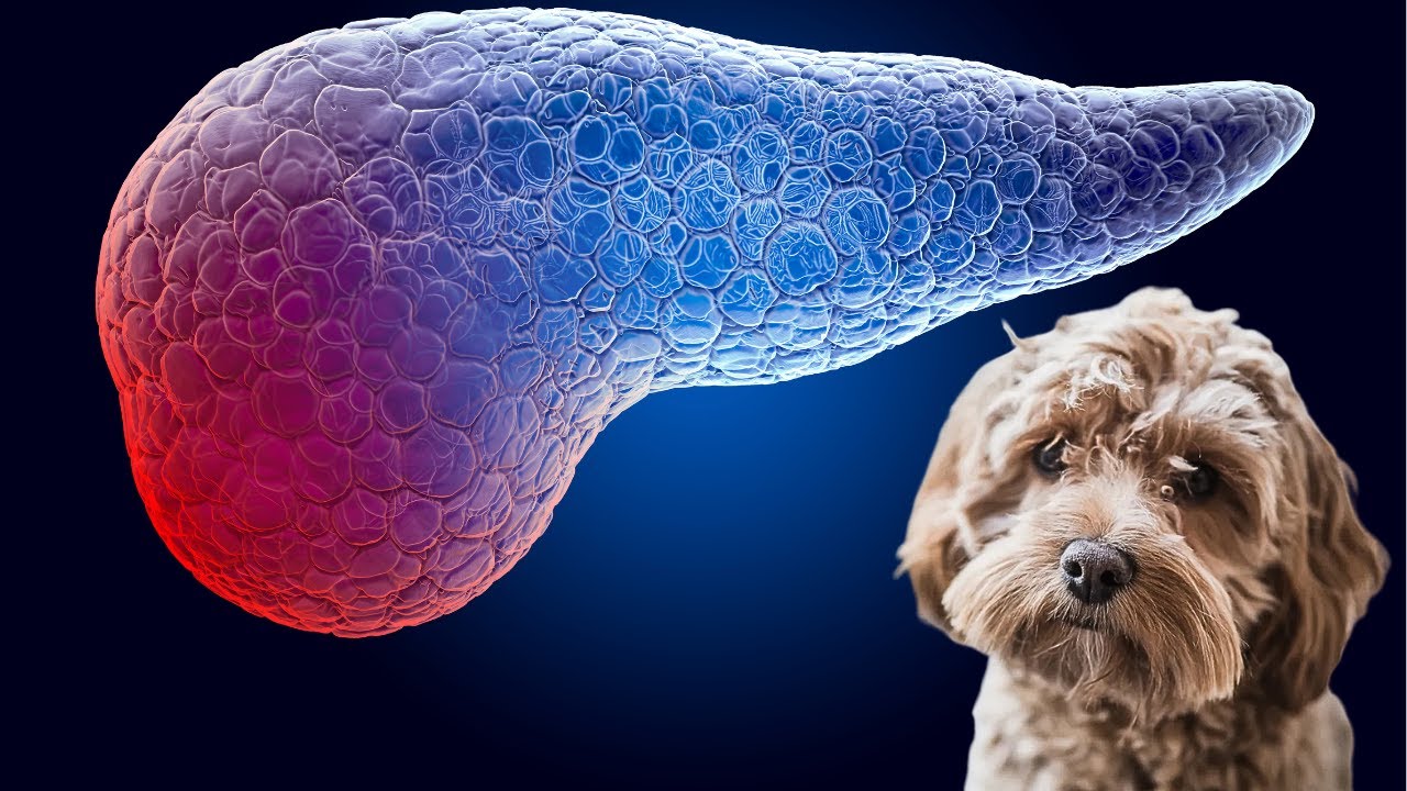 Pancreatitis Dog Diet: Nutritionist Tips for Low Fat Feeding Fussy Dogs