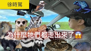 【老徐練車日誌】為什麼牠們都走出來了？！😱｜徐時駕