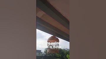 PERKUTUT JINAK BEBAS KELUAR MASUK KANDANG SEMAU NYA. #burung #perkutut
