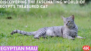 The Egyptian Mau: Majestic Elegance and Ancient Mystique  Discovering the Treasured Cat of Egypt