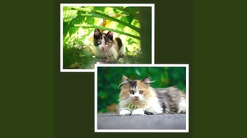 Pulsating Moods for Nocturnal Cats