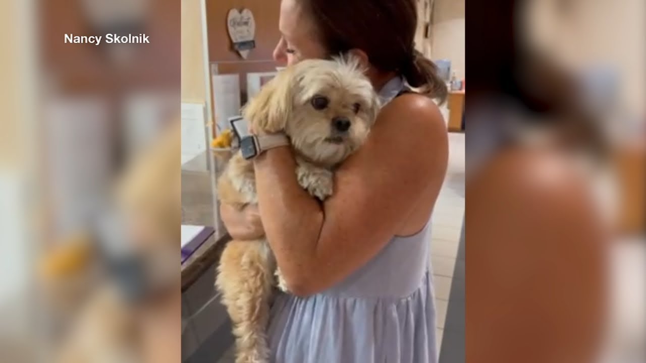 Woman's beloved service dog returned after being stolen - YouTube