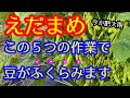 【枝豆】今が肥大期！今から言う作業をすることで、実が大きく太ります。涼しい時間に作業して下さい。