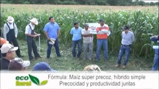 Eco Rural Día de campo de Agripac sobre maíz híbrido para el Este cruceño