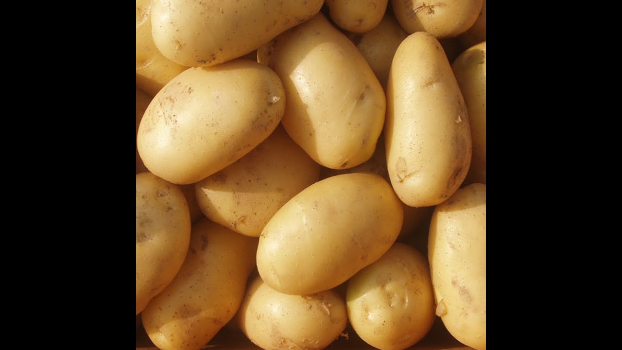 Картофель конкурент. Картофель сорт Лилея белорусская. Семенной картофель крона. Картофель Кроне семенной. Сорт картофеля Лилея.