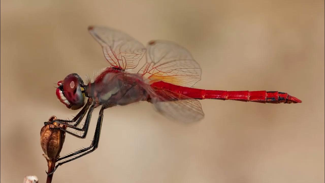 What Do Dragonflies Eat? Diet Of All The Species Explained - YouTube