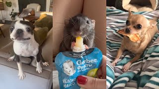 14 Minutes Of The Cutest Pets In The World by PetsOnly 546 views 1 month ago 13 minutes, 38 seconds