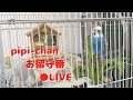 ピピのお留守番Live / Home Alone [#062]