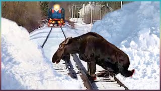 İnsanlardan Yardım İsteyen Hayvanlar. Ağlayacaksınız