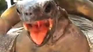 Ахахахахахаха А черепахи еще те е...ри- террористы