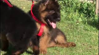 German shepherd long curted pair available 0311 1992890.  whatsapp #germanshepherd #dog #music #song