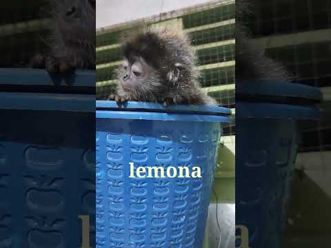 sumpah monyet ini lucu bingits #short #animals #monkey #pets - YouTube