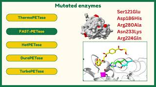 Molecular simulations of the enzymatic degradation of PET