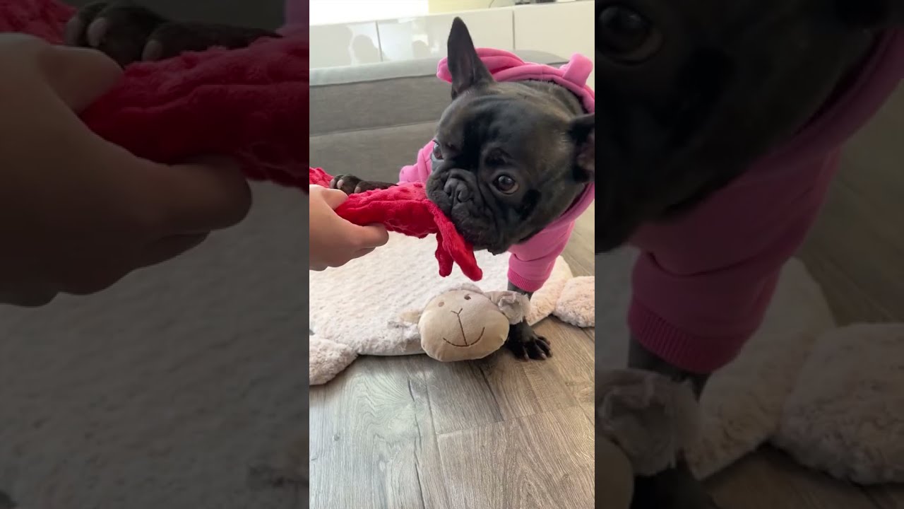 DIY Dog Toy From Recycled Bottle