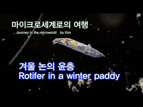 겨울논의 로티퍼(윤충) - Rotifer in a winter paddy