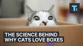 Why Cats Love Boxes So Much