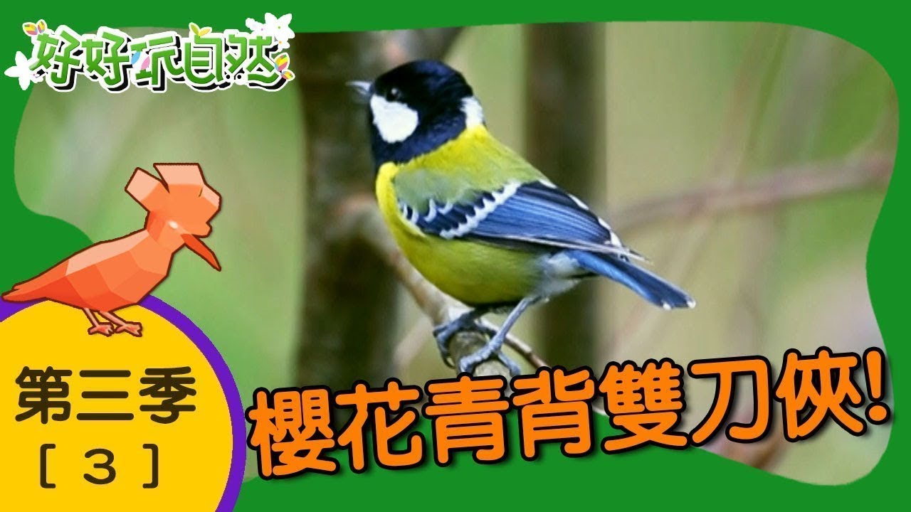 【好好玩自然】櫻花青背雙刀俠！櫻花鉤吻鮭 刀鍬形蟲｜第3集_第三季｜武陵農場｜柳丁哥哥 阿傑老師｜生態探索｜YOYO