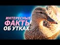 10 интересных фактов об утках за 1 минуту #shorts