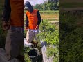 The best secret trick to produce a healthy chili harvest from cheap care #shorts
