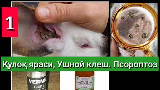 Quyon Kasalliklari. Quloq Yarasi, ушной клеш Quyon Kasalliklari. Quloq Yarasi, ушной клеш