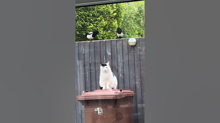 Magpies Teasing Cat