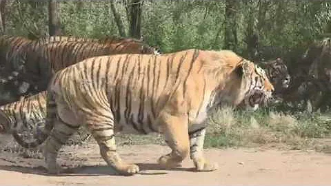 Siberian tigers surround the car - DayDayNews