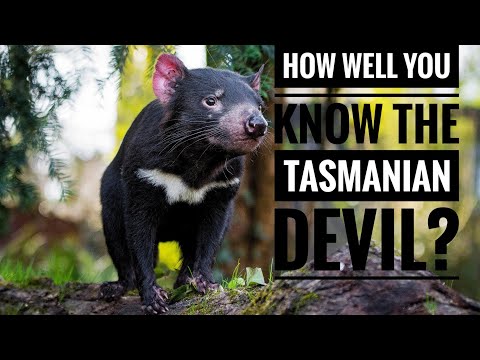 Tasmanian Devil || Description, Characteristics and Facts!