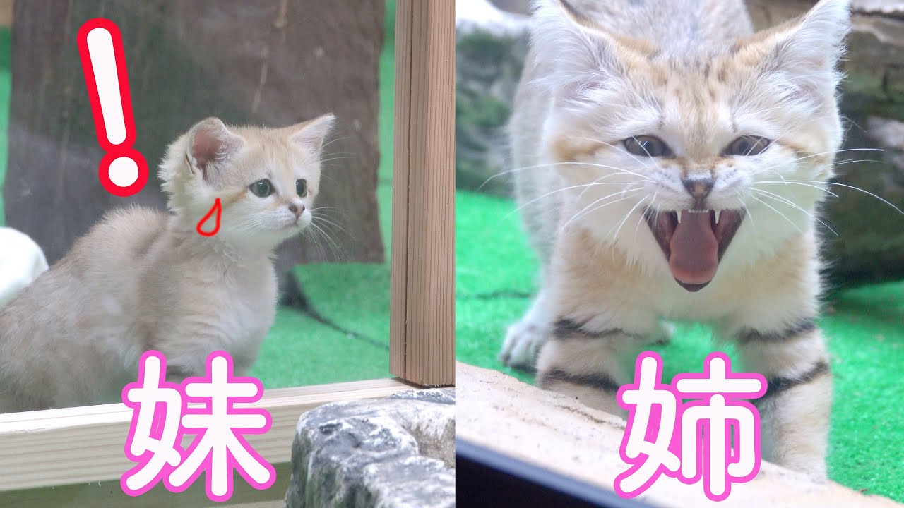 スナネコ赤ちゃん アミーラ姉のアクビが怖過ぎ 超可愛い スナネコシスターズ21 那須どうぶつ王国 9 3 Sand Cat Sisters Kitten Youtube