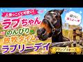 【ラブリーデイ】甘えん坊なグランプリホース