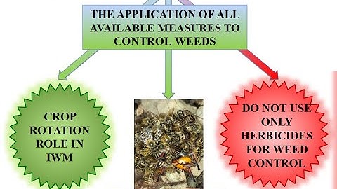 Integrated Weed Management in Maize
