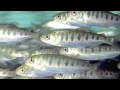 Salmon Life Cycle Song