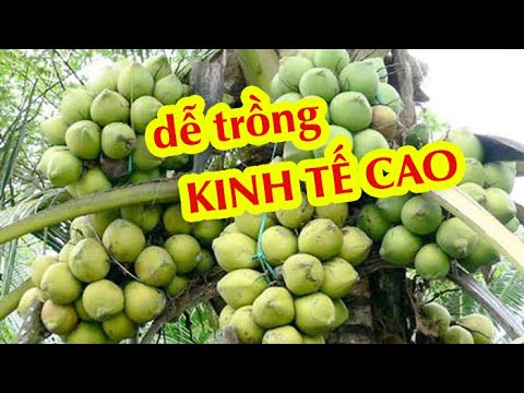 Video Dừa Dứa - CÁCH CHỌN ĐÚNG GIỐNG - youtube