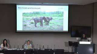 Vesta Eleuteri How elephants say hello
Vesta Eleuteri
Abstract Title: How elephants say Hello: Vocal-gestural combinations and audience directedness in the greeting behaviour of African savannah elephants
Co-Authors: Vesta Eleuteri; Lucy Bates; Catherine Hobaiter; Jake Rendle-Worthington; Angela Stöger
Author affiliations: University of Vienna; University of Portsmouth; University of St Andrews; Elephant CREW; University of Vienna
Preferred Theme: Behaviour
Abstract: Many species communicate by combining vocalisations with visual and tactile signals for multimodal communication. Elephants live in multi-level societies where individuals regularly separate and reunite. Upon reunion, elephants often engage in elaborate greeting rituals where they use different vocalisations and visual and tactile body acts. However, whether elephants use audience directed gestures and how they combine vocalisations with gestures during greeting is still unknown. We used separation-reunion events to explore the greeting behaviour of semi-captive elephants (Loxodonta africana) in the Jafuta Reserve in Zimbabwe. We investigated whether elephants direct silent-visual, audible, and tactile gestures at their audience based on their attentional state, and the ways and order in which they combine vocalisations with gestures. We show that elephants select gesture modality according to the audience´s attention, indicating evidence of first-order intentional use. We further show that elephants incorporate vocalisations and gestures in different combinations and orders. The most frequent combination consists of rumble vocalisations with ear-flapping gestures, used most often between females. By showing that a species evolutionarily distant to our primate lineage shows sensitivity to their audience’s attention in their gesturing and combines gestures with vocalisations, our study enhances our understanding of the emergence of first-order intentionality and multimodal communication across taxa. Vesta Eleuteri How elephants say hello