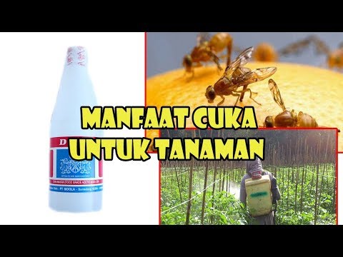 Video: Adakah cuka akan membunuh pepijat pada tanaman tomato?