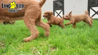 Outgoing Standard Poodle Puppies