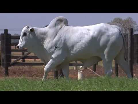 43º Mega Leilão Carpa Touros | LOTE 20 - 8855